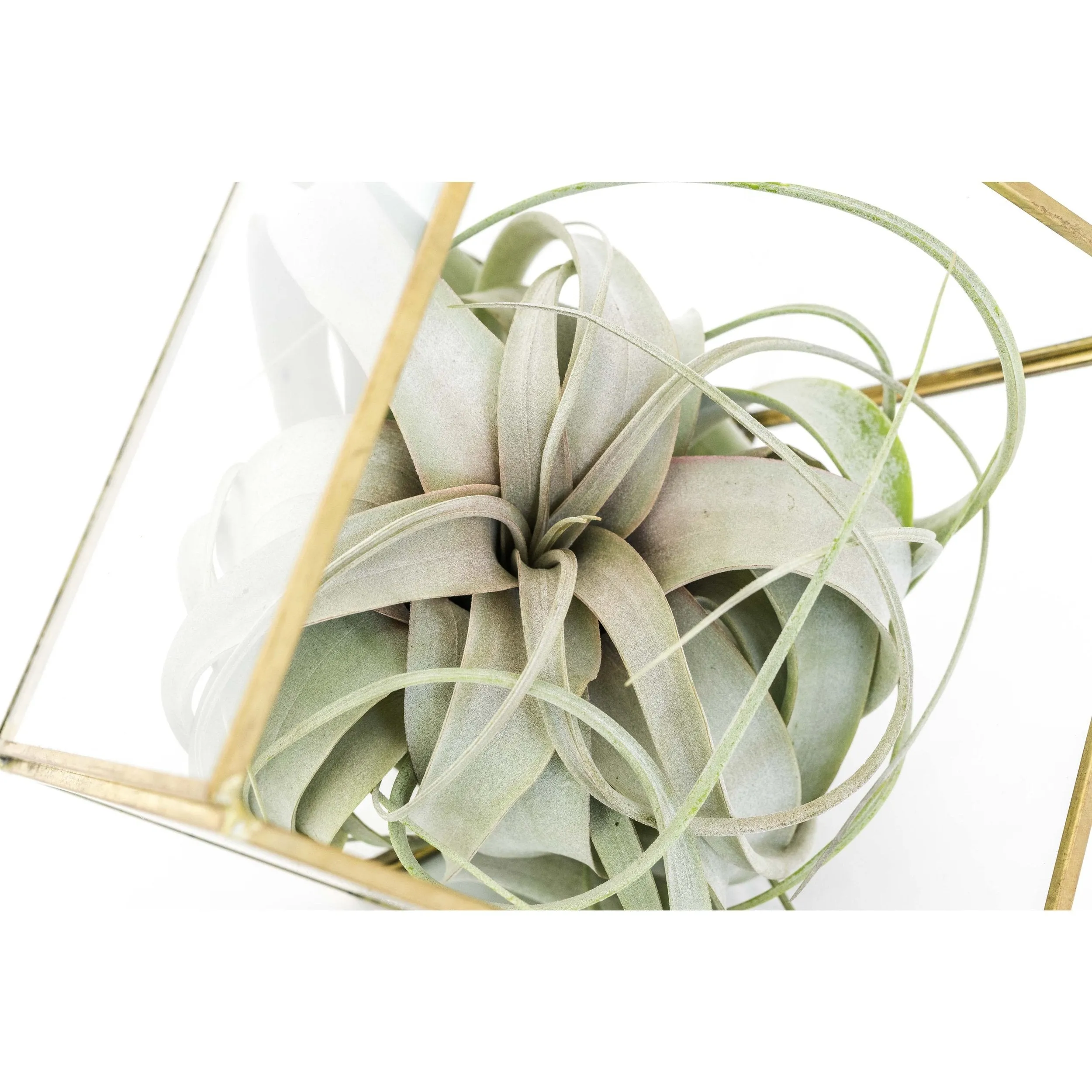 Heptahedron Geometric Glass Terrarium with Tillandsia Xerographica Air Plant