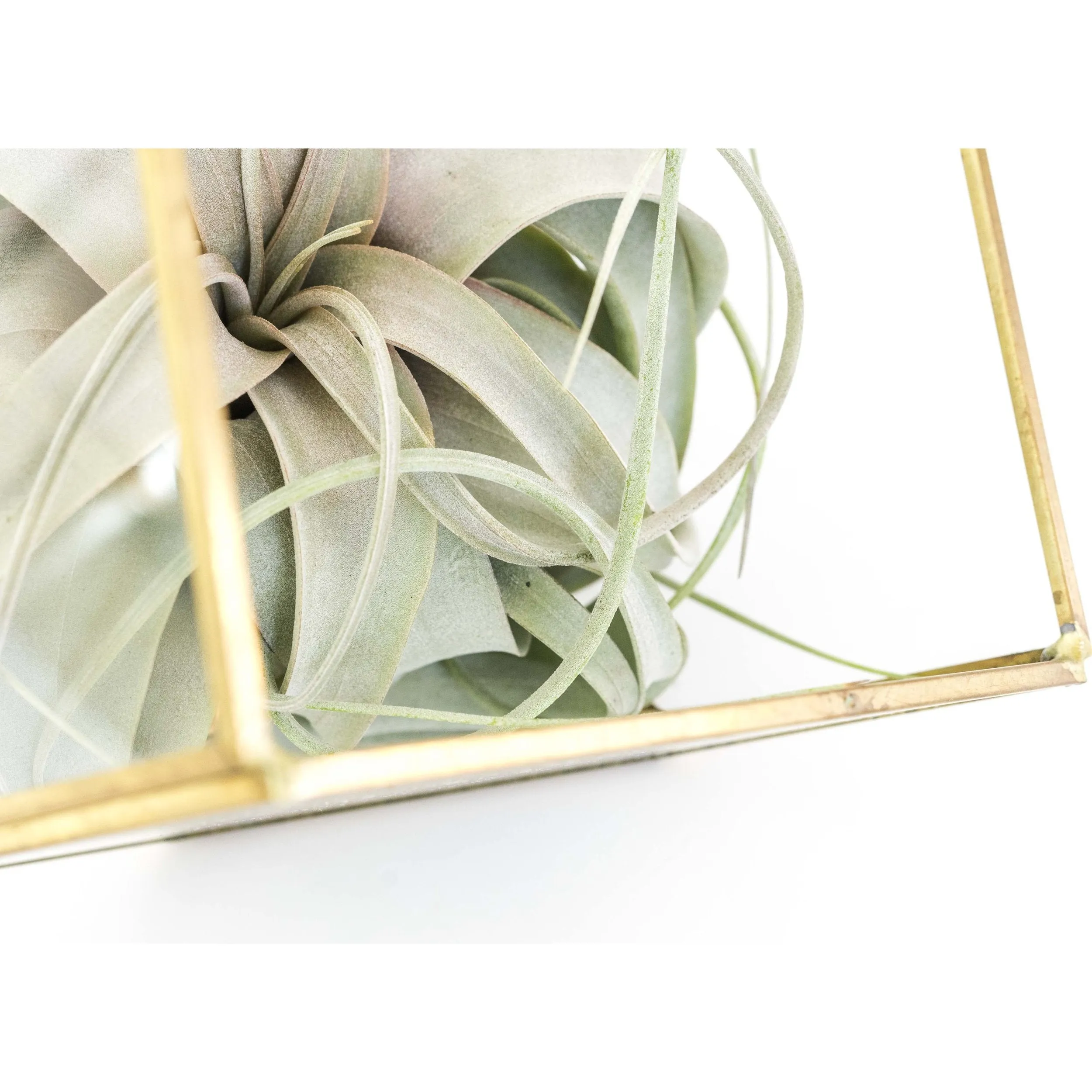 Heptahedron Geometric Glass Terrarium with Tillandsia Xerographica Air Plant