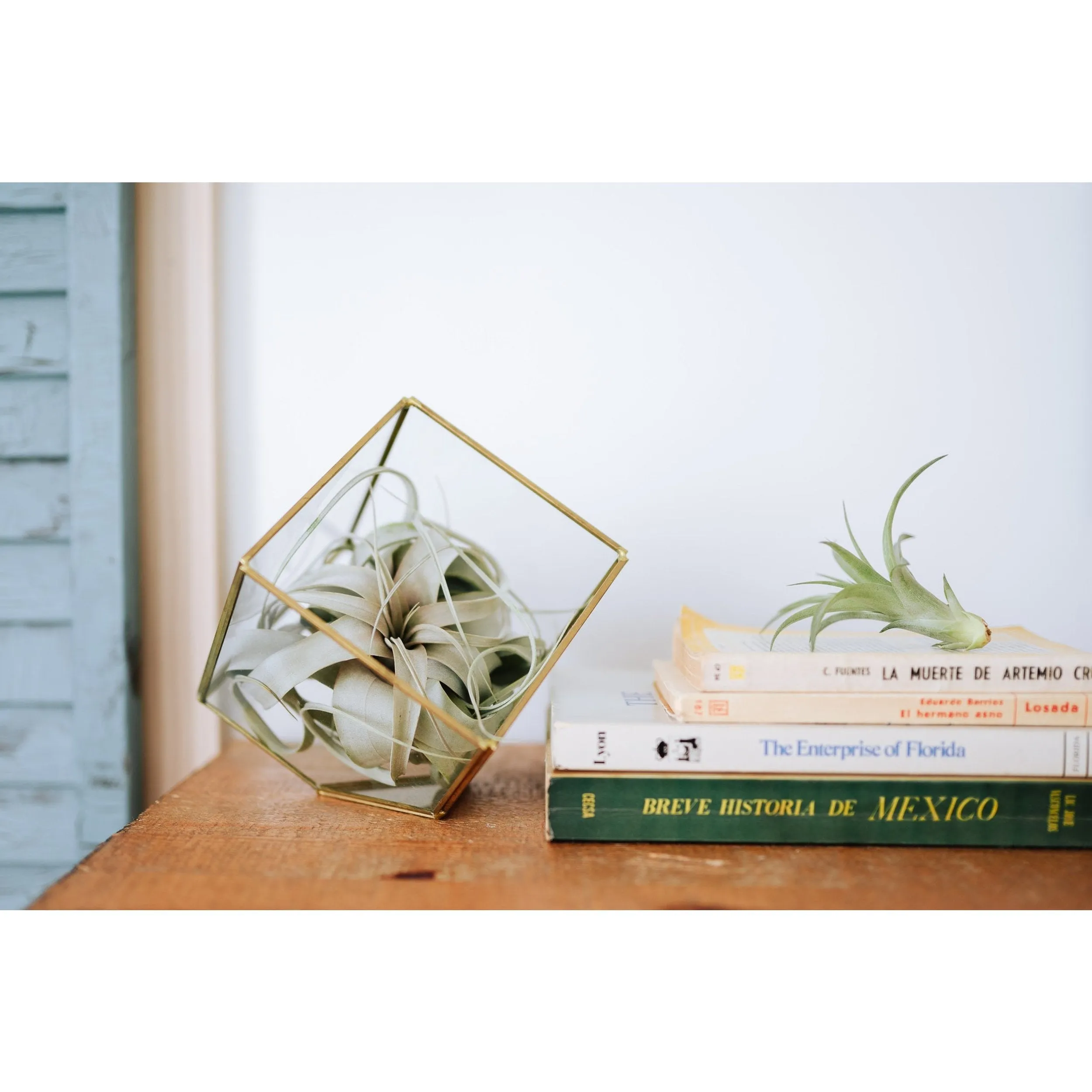Heptahedron Geometric Glass Terrarium with Tillandsia Xerographica Air Plant
