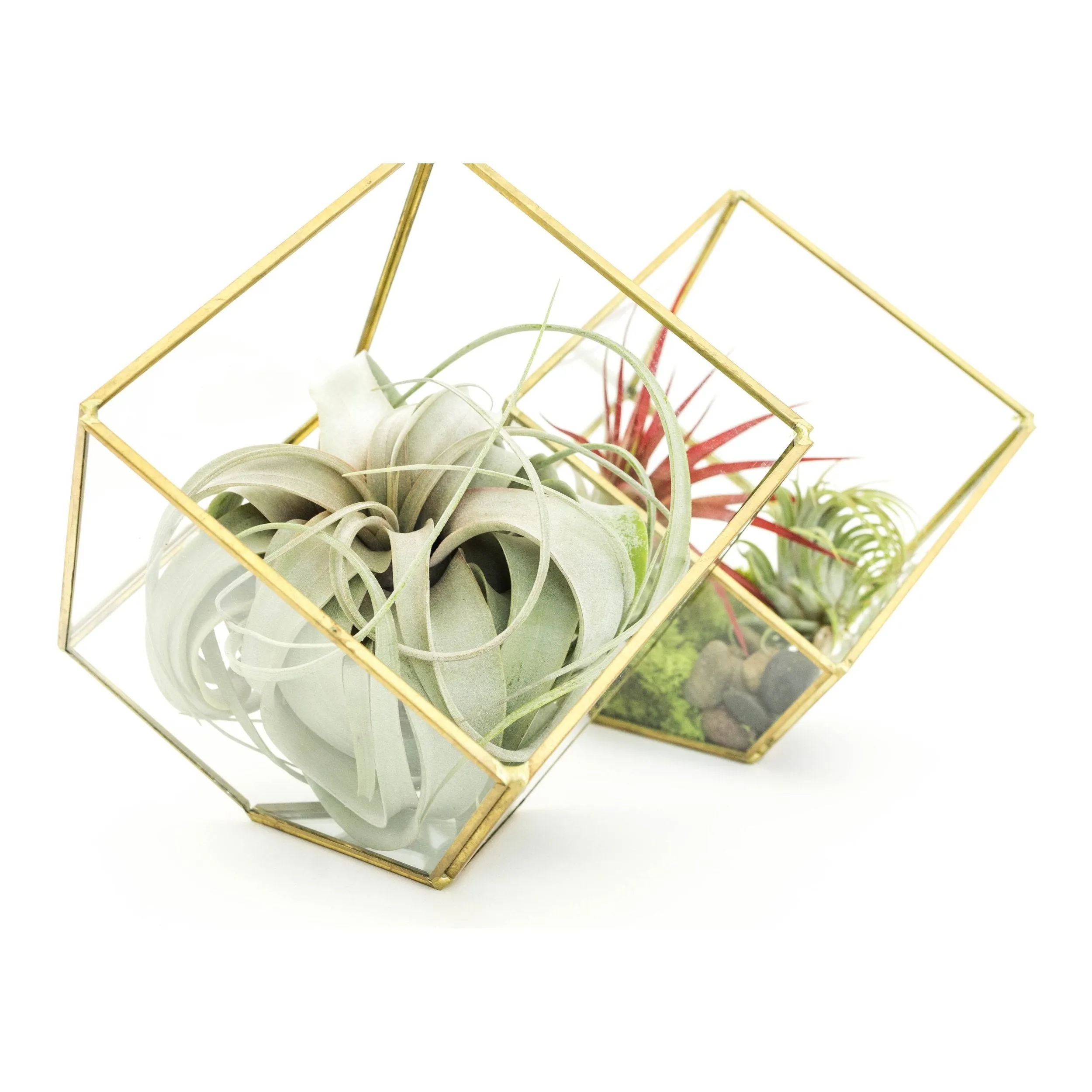 Heptahedron Geometric Glass Terrariums - Set of 2 - with Tillandsia Red Abdita, Ionantha and Small Xerographica