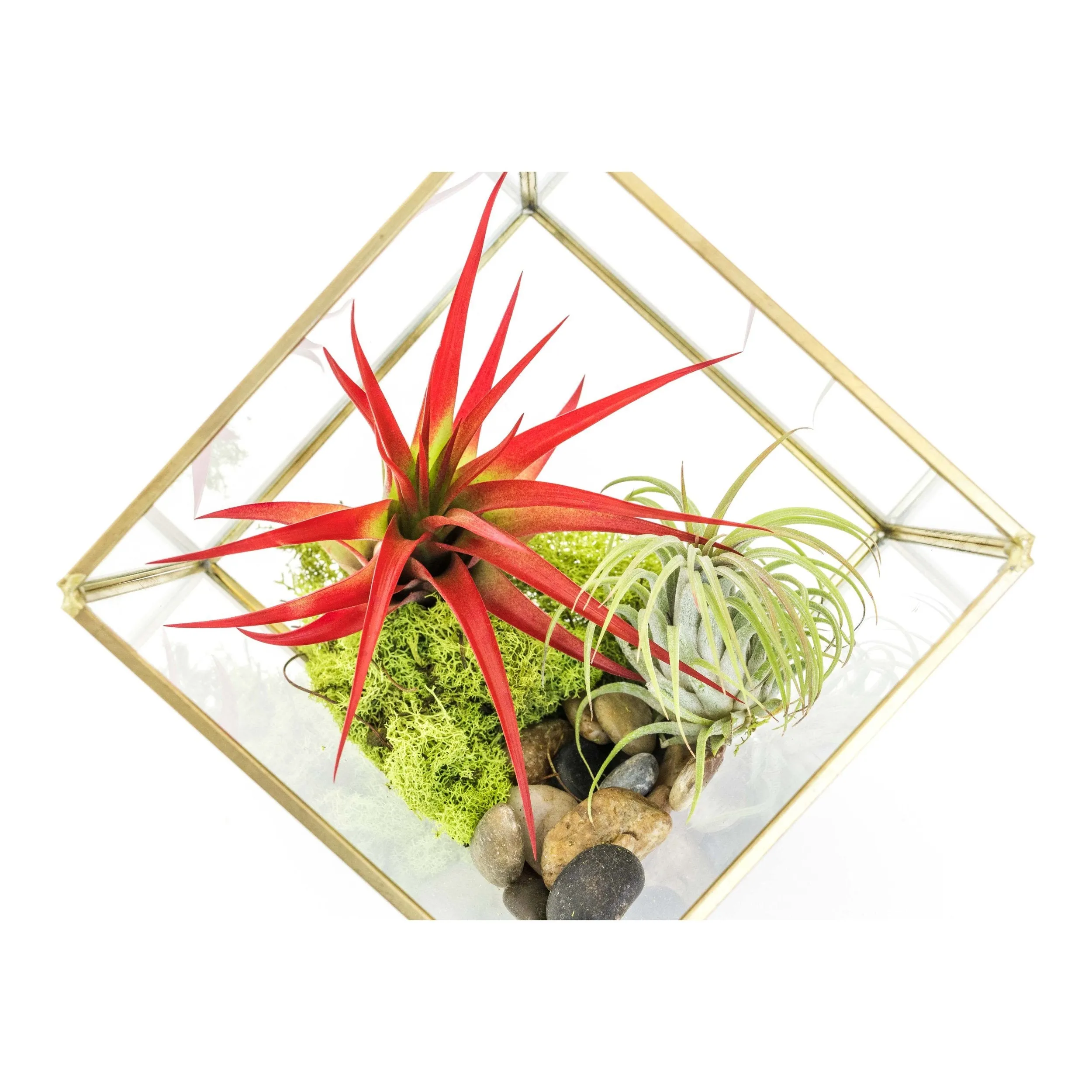 Heptahedron Geometric Glass Terrariums - Set of 2 - with Tillandsia Red Abdita, Ionantha and Small Xerographica