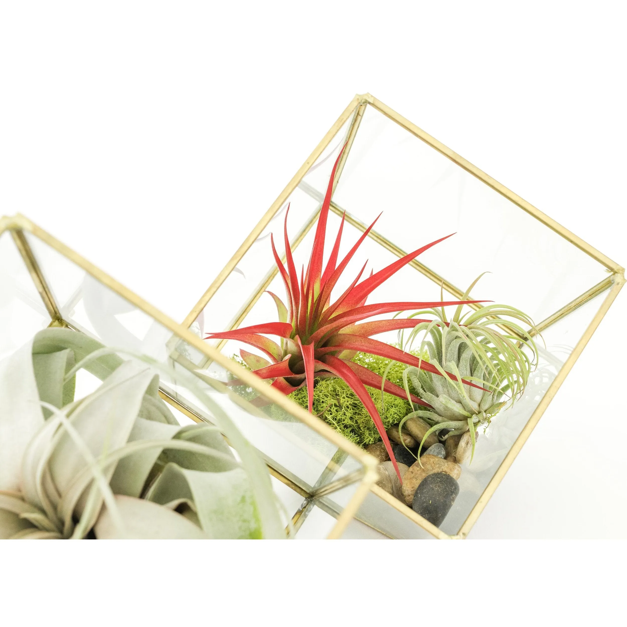 Heptahedron Geometric Glass Terrariums - Set of 2 - with Tillandsia Red Abdita, Ionantha and Small Xerographica